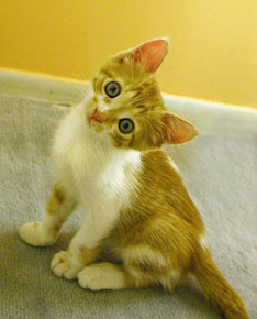 kitten765.jpg