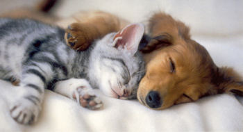 kitten_and_puppy_sleeping.jpg