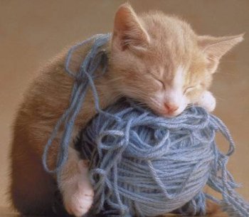 kitten_on_yarn.jpg