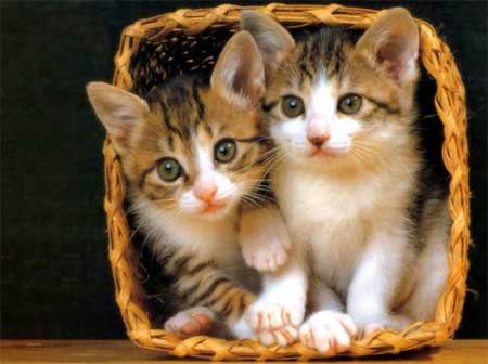 kittens-01.jpg