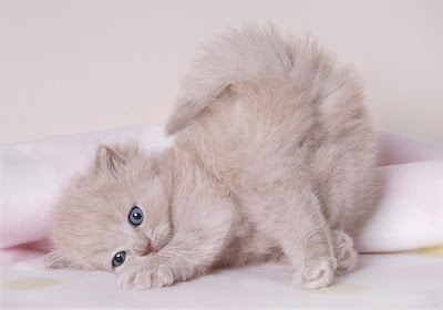 kittens+baby+cute+9.jpg