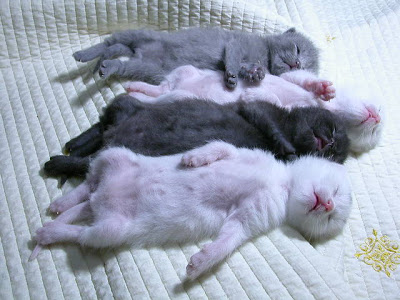 kittens.jpg
