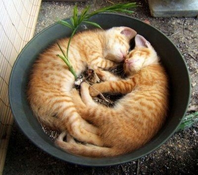kitties-flower-pot.jpg