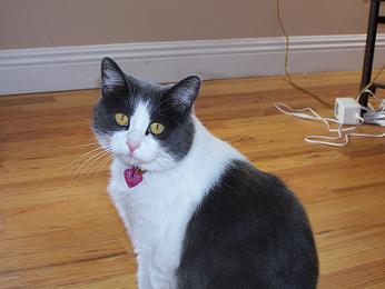 kitty4.JPG