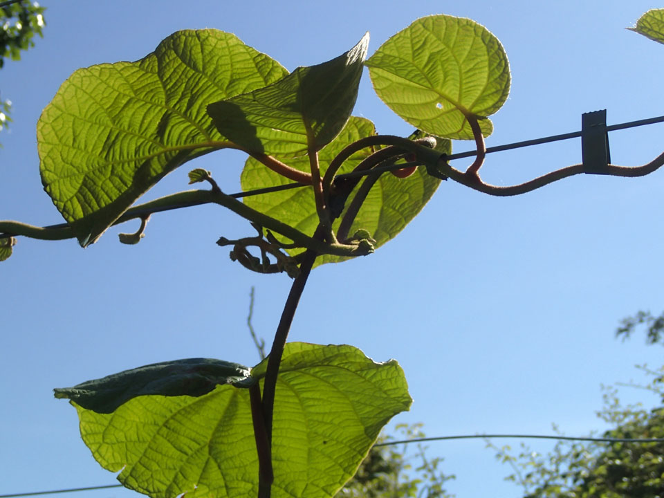 kiwi2_zps7338d0ff.jpg