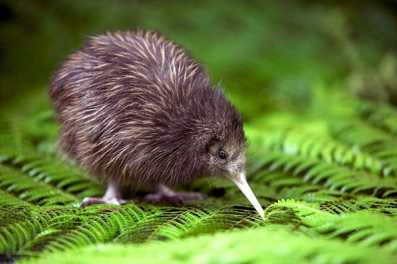kiwi_cub.jpg