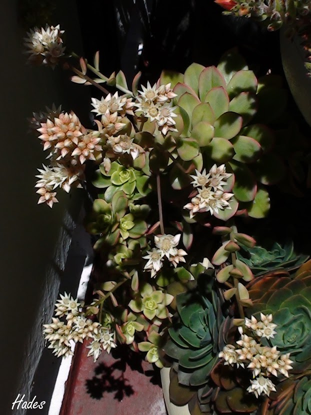 kiwiflor.jpg