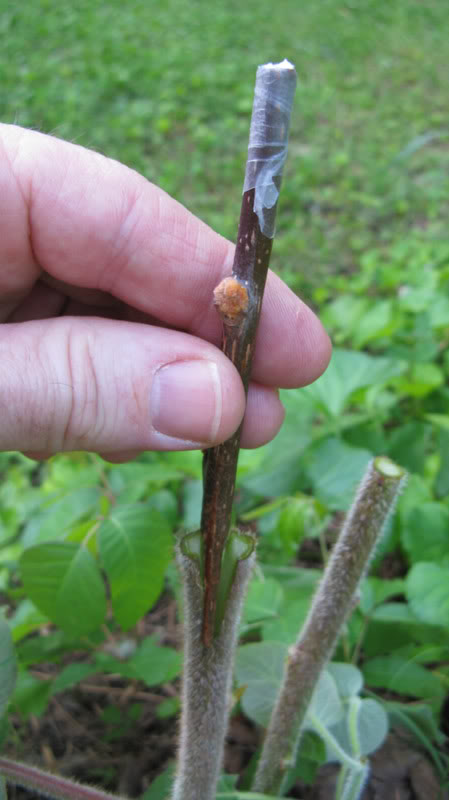 Kiwinutgraft-insertion.jpg