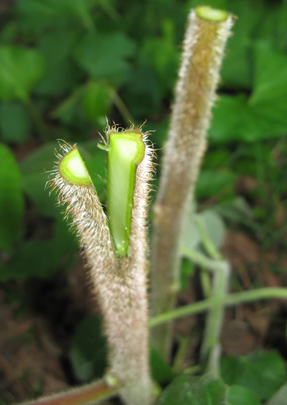 Kiwinutgraft-stock.jpg