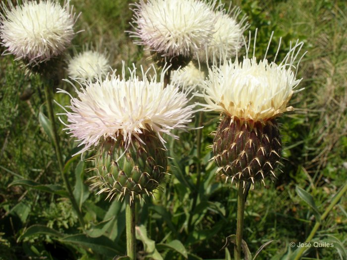 Klasea_flavescens.jpg