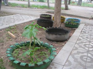 klumba-300x224.jpg