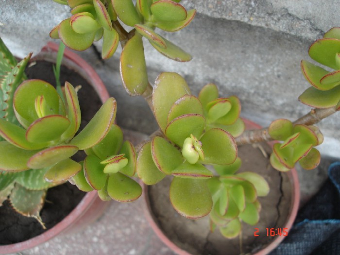 klz1199906607a.jpg