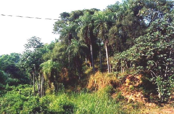 klz1200361337a.jpg