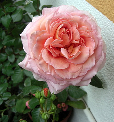 klz1209854121j.jpg