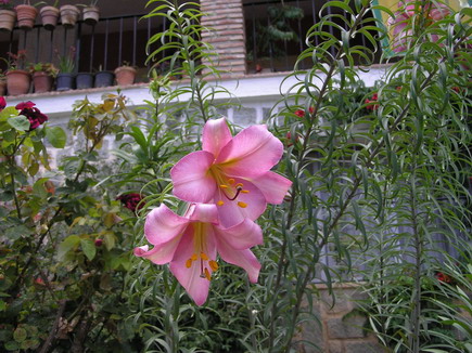 klz1212064088s.jpg