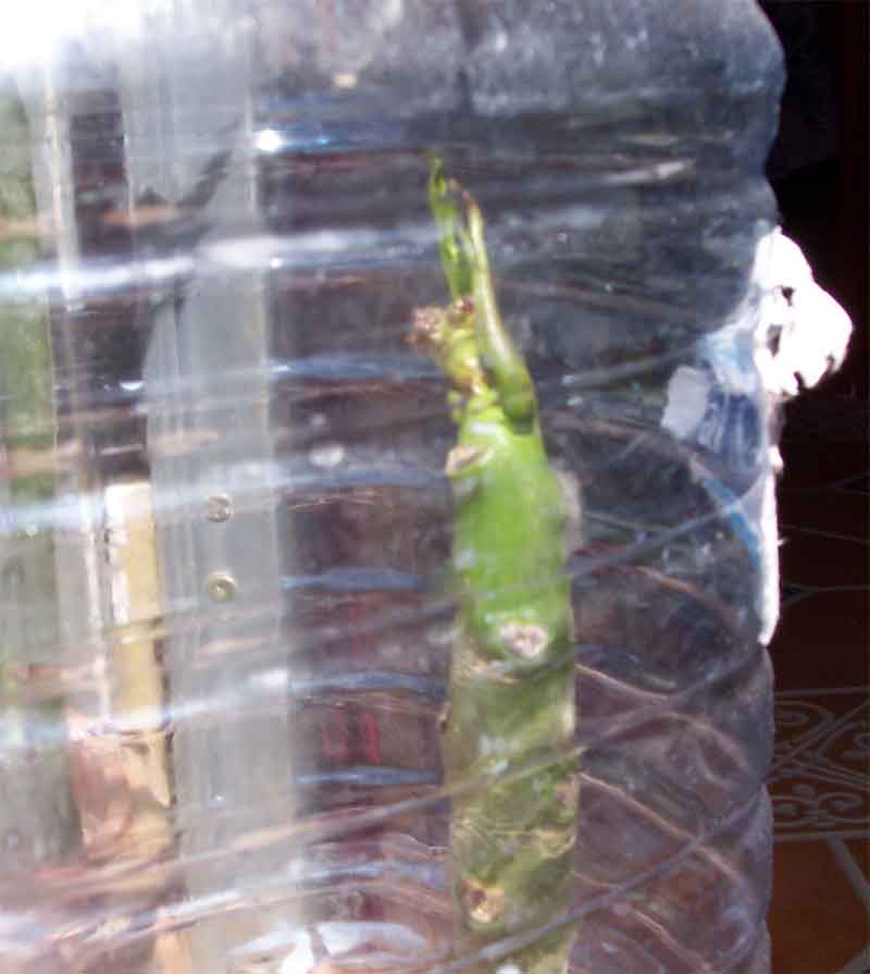 klz1212236116i.jpg