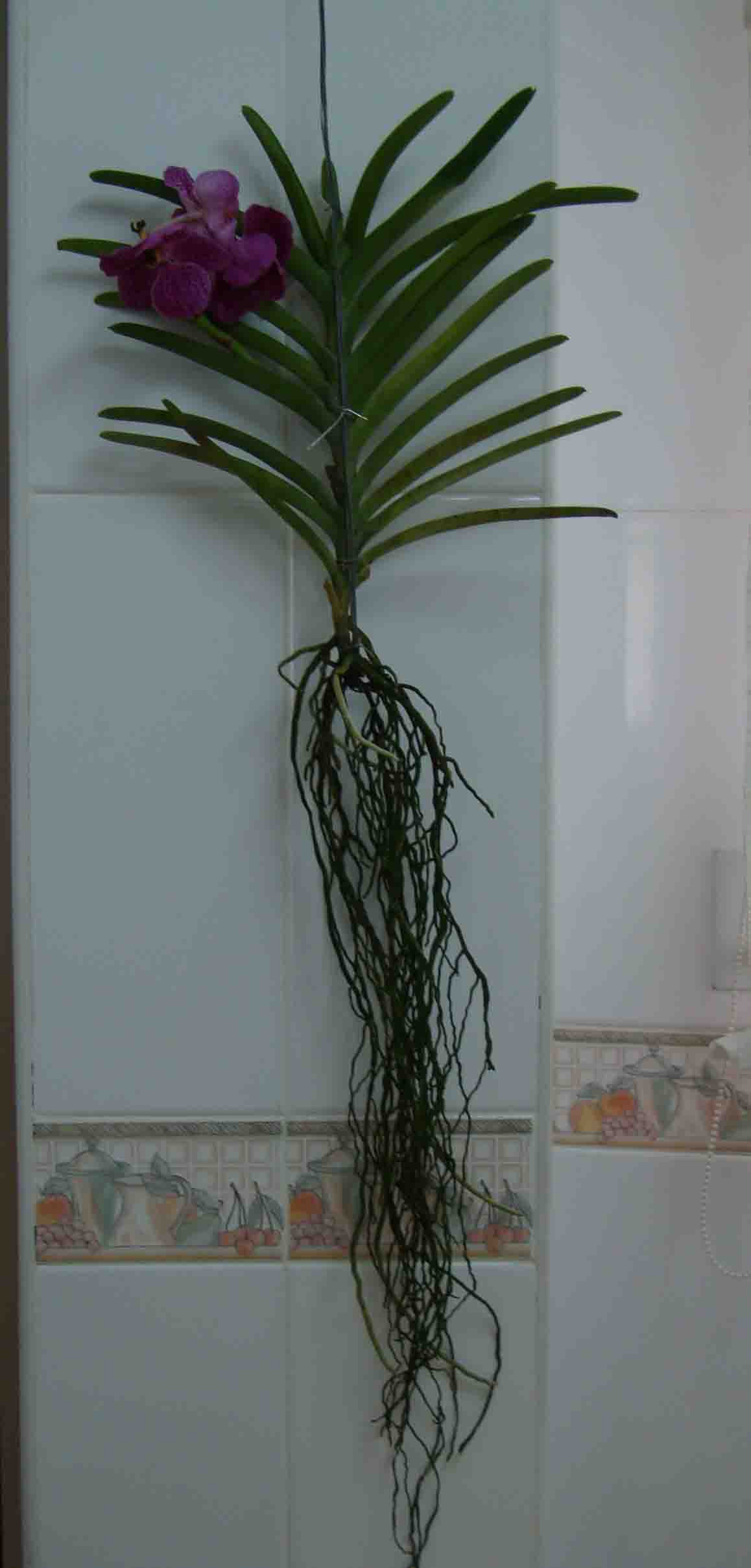 klz1212450314l.jpg