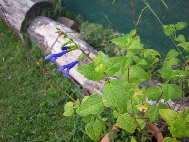 klz1212685304y.JPG