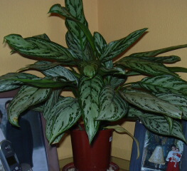 klz1212870845j.jpg