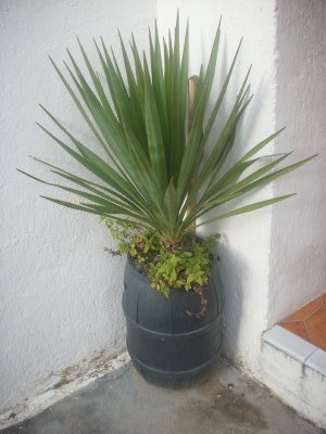 klz1236175969w.JPG