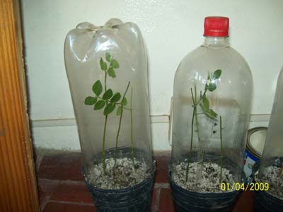 klz1238713619d.jpg