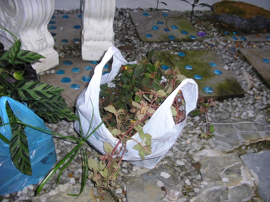 klz1249720940a.JPG
