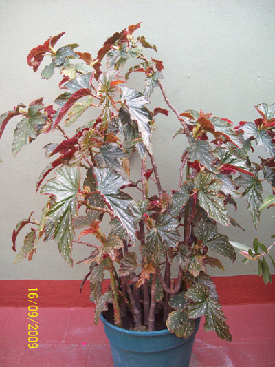 klz1253253844m.jpg