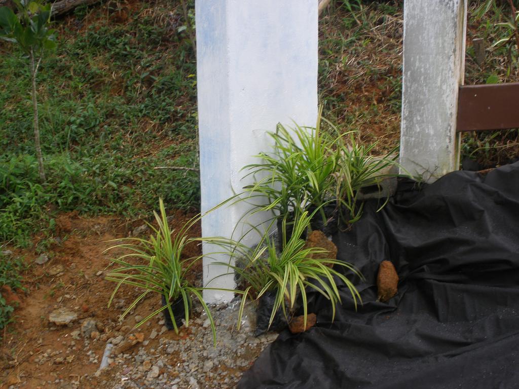 klz1258399801f.JPG