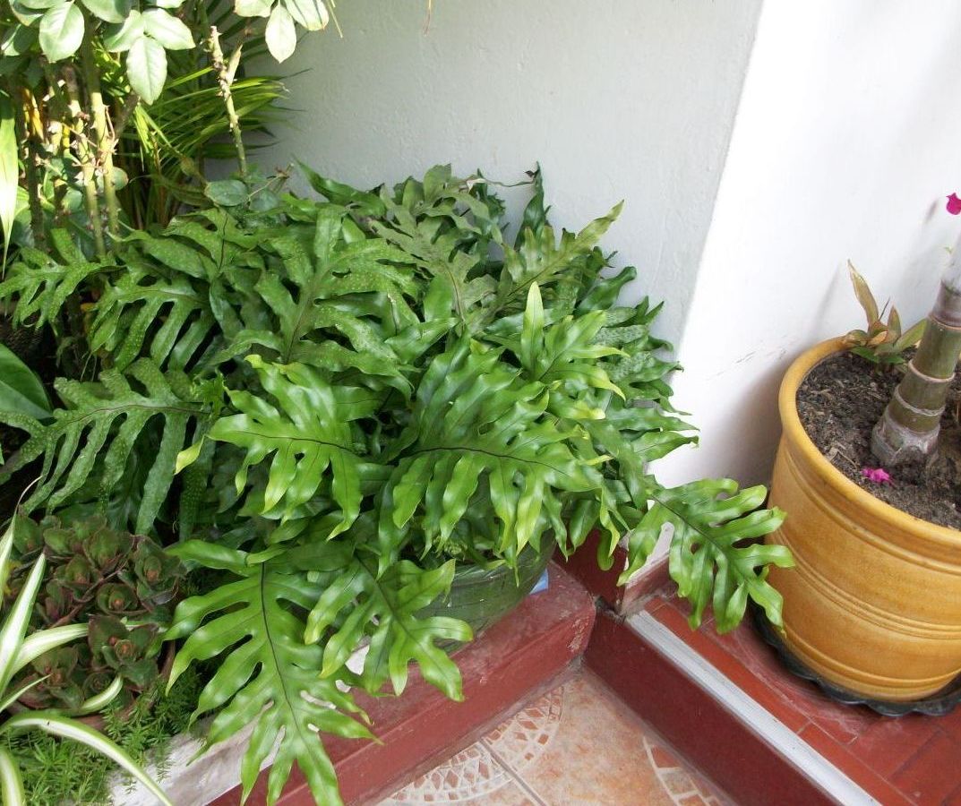 klz1274451596a.jpg