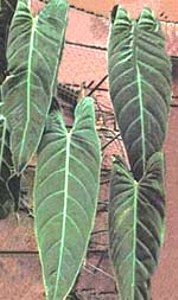 klz1285093676l.jpg