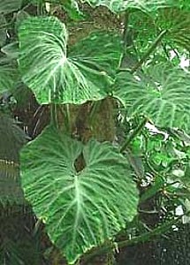klz1285093777i.jpg