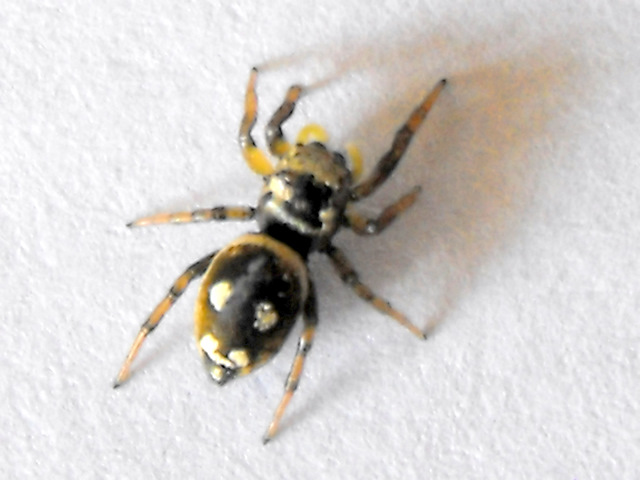 klz1286066508v.jpg