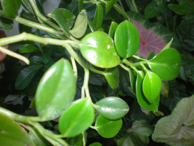 klz1297534663i.JPG