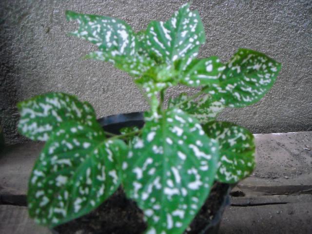 klz1301515149m.jpg