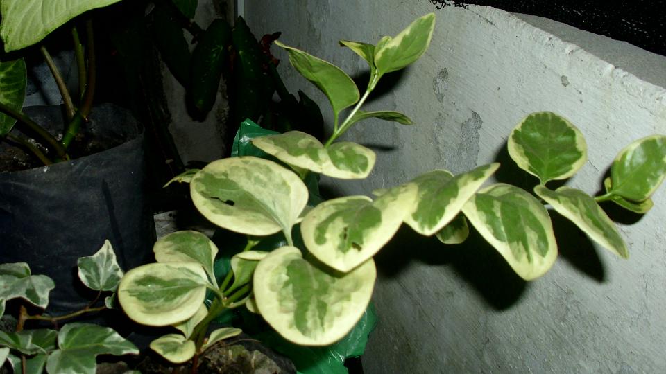 klz1305502027t.JPG