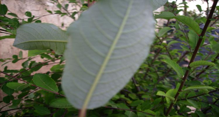 klz1312053282z.jpg