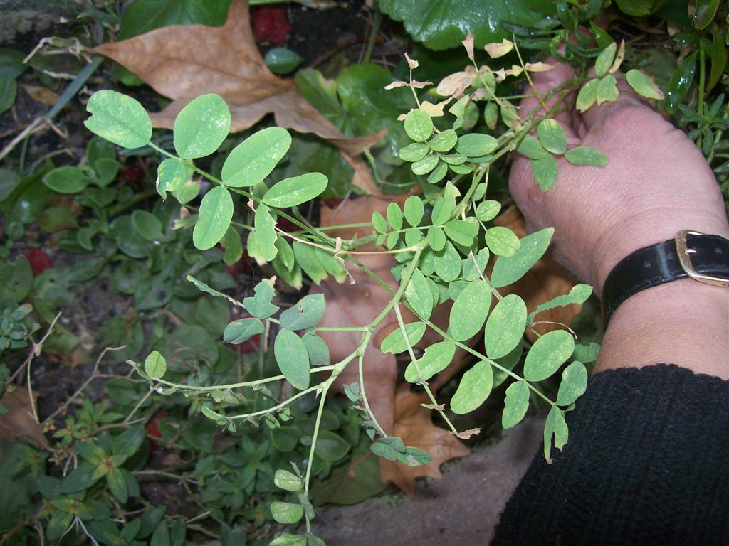 klz1312085803r.jpg