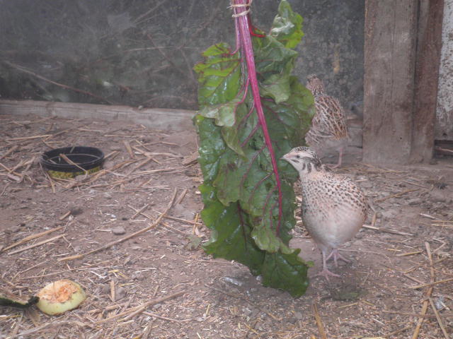 klz1312657372o.JPG