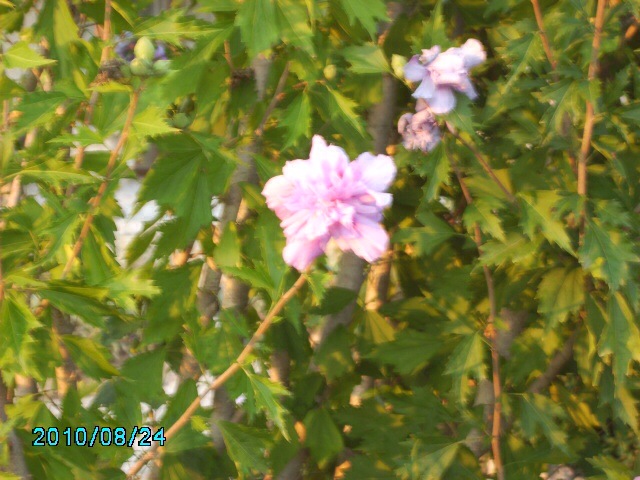 klz1312715901e.JPG