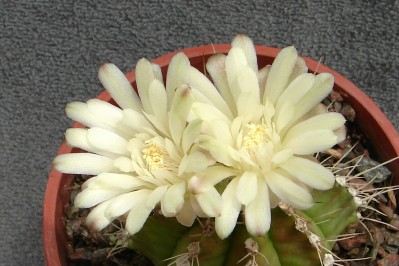 klz1312762487i.jpg