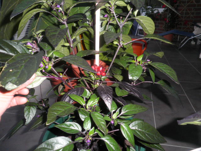 klz1312829724g.JPG