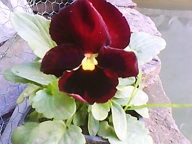 klz1313026290u.jpg