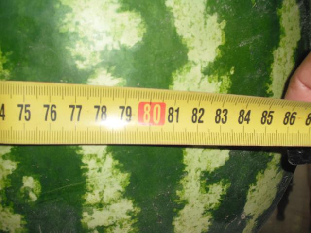klz1313185380n.jpg