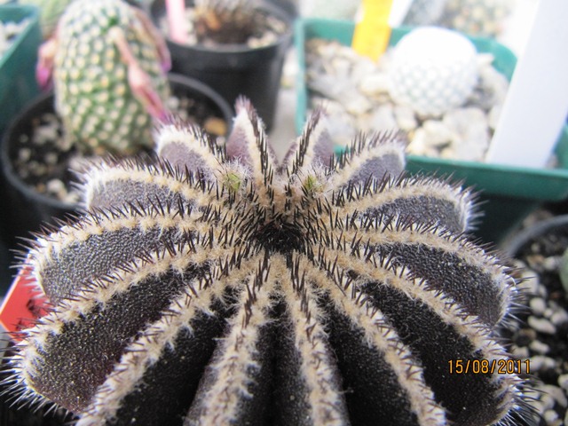 klz1313444966d.JPG