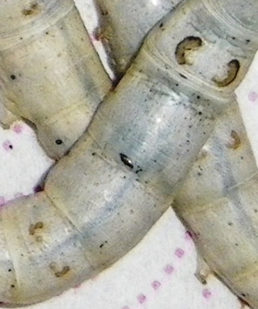 klz1338392755l.jpg