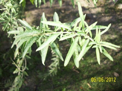 klz1338907687l.jpg