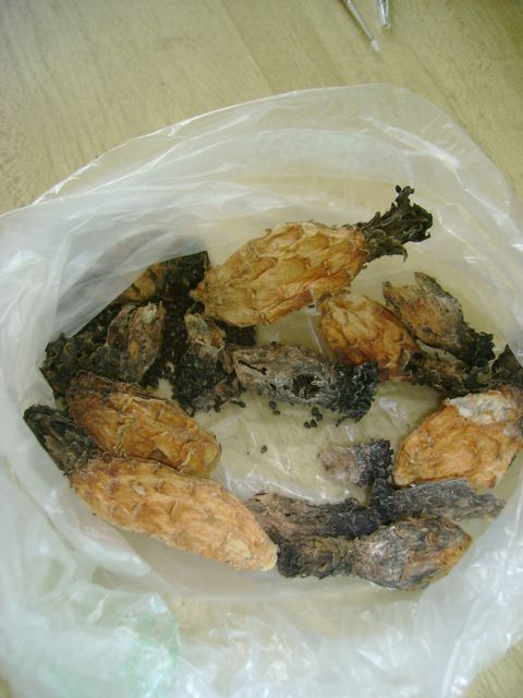 klz1338985808m.jpg