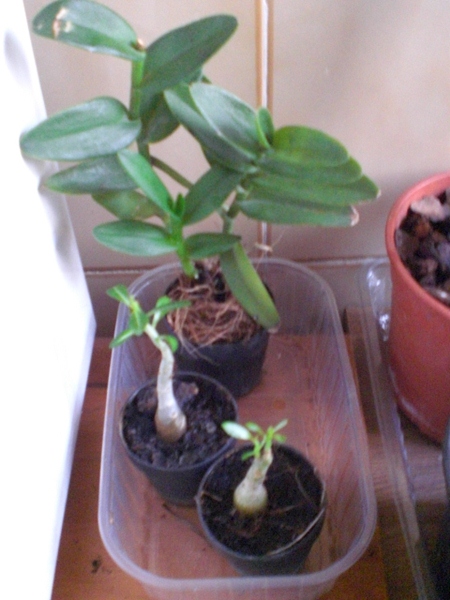 klz1342012068u.JPG
