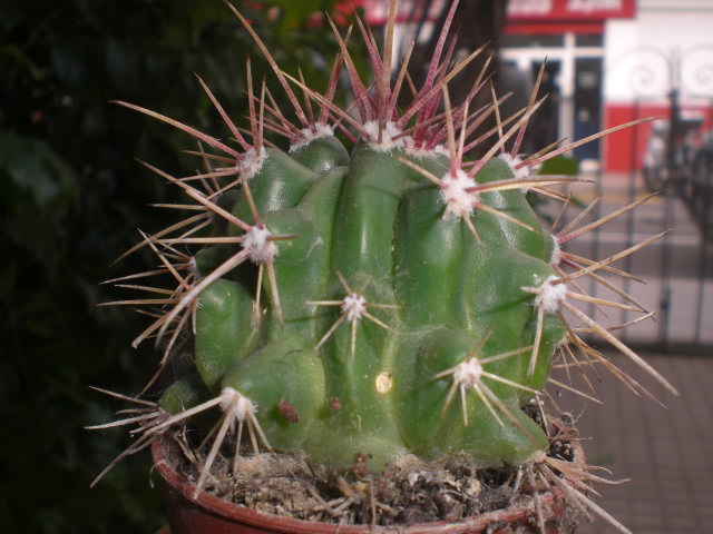 klz1358246060w.JPG