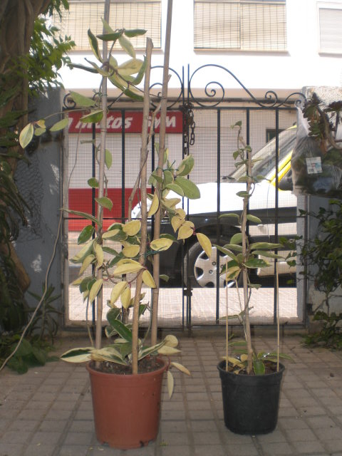 klz1370704878g.JPG